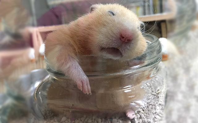 The Sight of Her Hamster Peacefully Asleep Makes Her Owner Forget All Her Troubles