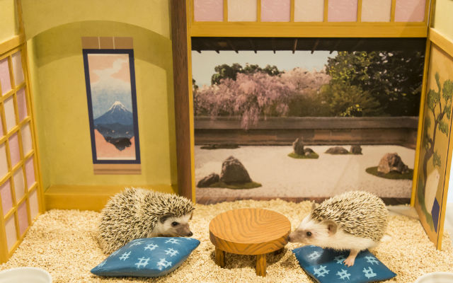 New Dollhouse Hedgehog Cafe Opens In Tokyo