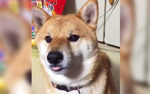 This Shiba Inu Does The Cutest Tricks