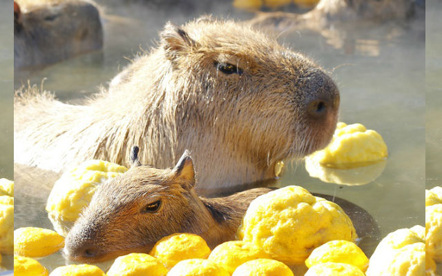 Japanese Zoo's Capybaras Soak In Yuzu Hot Springs Every Winter – grape Japan