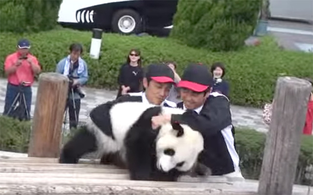 This Panda Plays Outside For The First Time And Doesn’t Want To Leave!