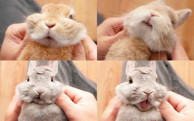Japanese Bunny Lover Gives Cute Wabbits Face Massages