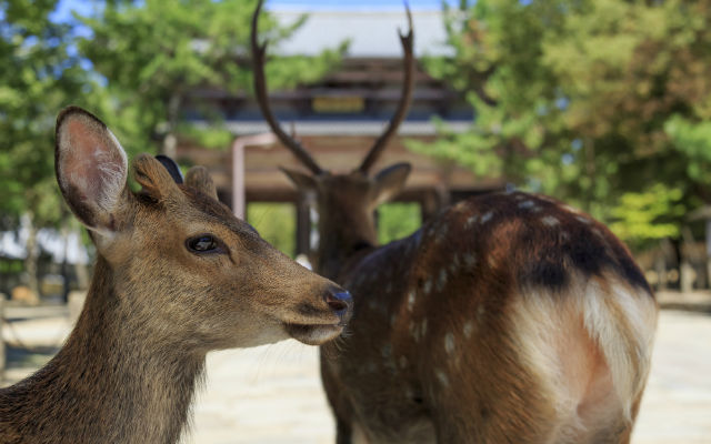 Nara’s Famous Deer Wander Streets, Station In Search Of Food After Coronavirus Tourism Drop