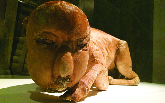 Exhibition Displays A Real Taxidermy Specimen of A Japanese Demon