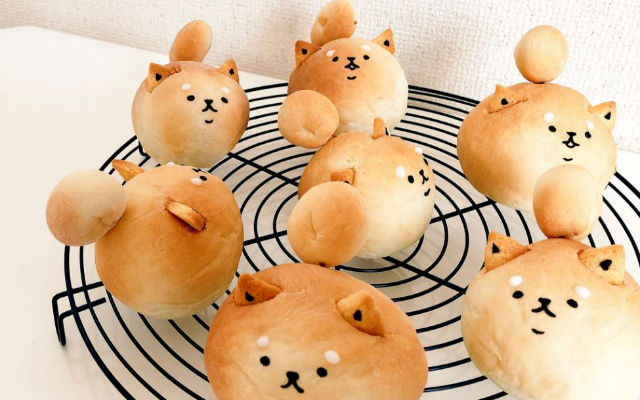 These Chubby Shiba Inu Puffs Are Begging You To Take A Bite Out Of Them