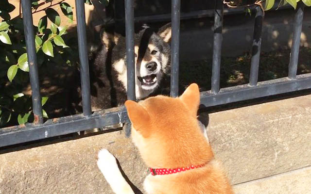 Shiba Inu’s Attempt To Make A Friend During Walk Ends In Dramatic, But Adorable Tragedy