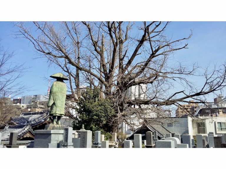 A visit to Zenpukuji Temple in Azabu to see the oldest tree in Tokyo