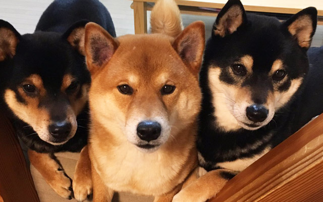 Shiba Brothers Form Adorably Motionless Scrum In Front Of The Camera