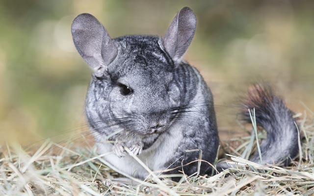 Chinchillas Have The Greatest Reactions To Massages