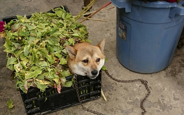 Dog Decides That Japanese Flower Shop Delivery Schedule Will Run On His Watch