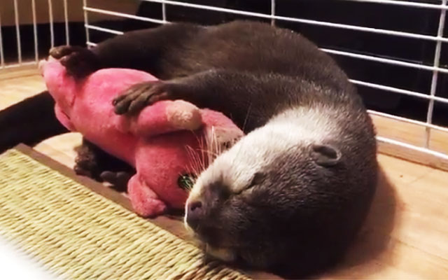 Sleepy Little Otter Can’t Go To Bed Without Cuddling Her Stuffed Piggy