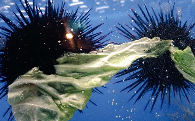 Sea Urchins Fighting Over Pieces Of Cabbage Is As Cute As Food Battles Get