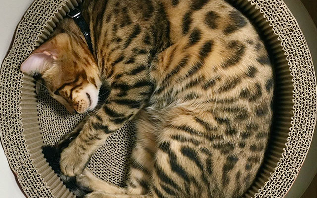 Owner Kept Taking Photograph Of This Cat Who Loves To Cuddle In A Round Box As He Grew Up… The Result Is Aww-Inspiring!