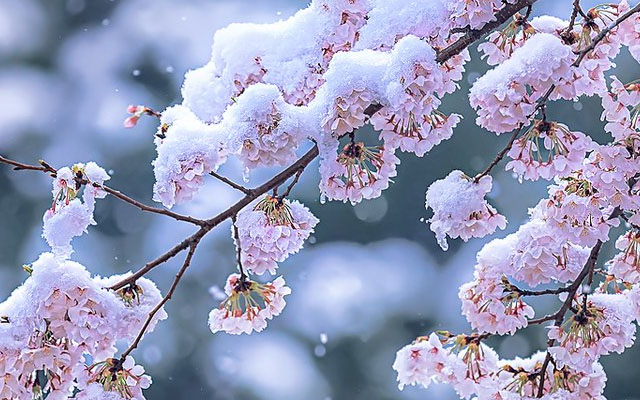 Photographers Are Sharing The Beautiful Snowy End To A Special Cherry Blossom Season In Japan