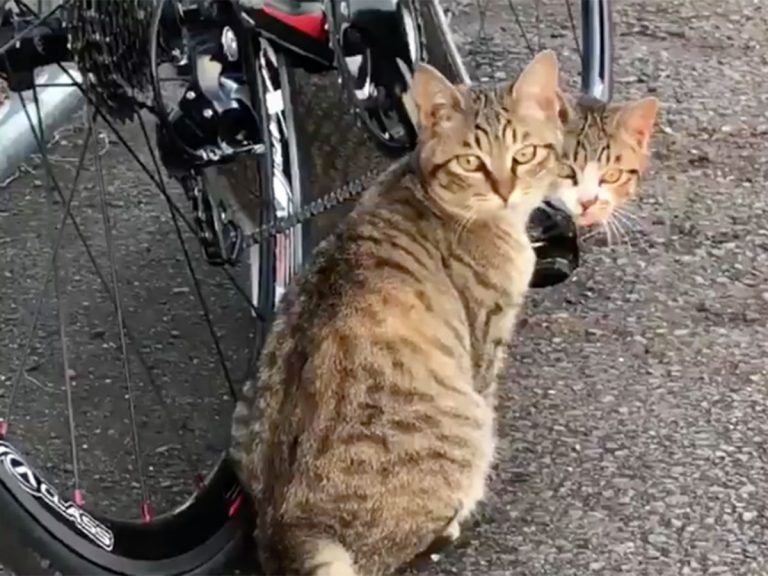 Two Cats Give Impressively Thorough Bicycle Inspection, Possibly Best in Japan