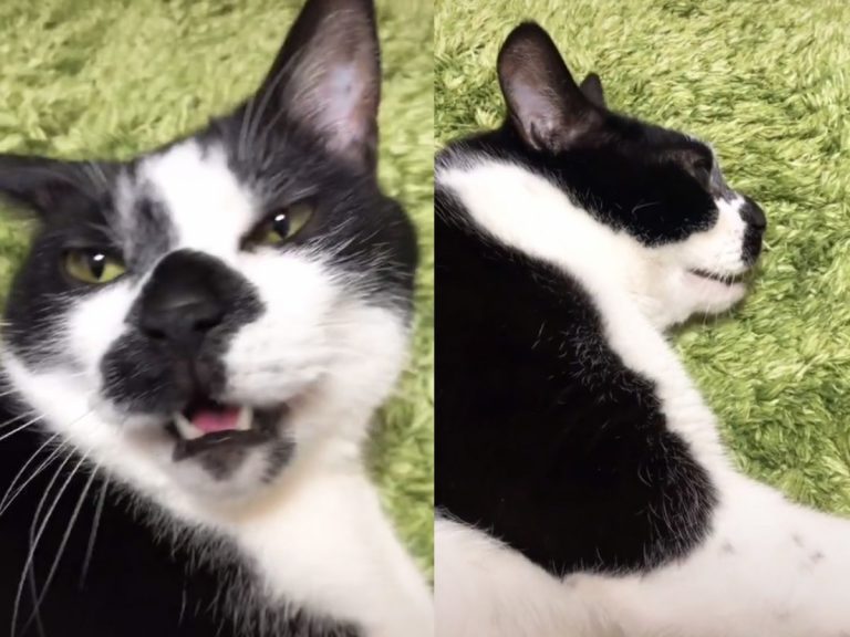 Cat adorably and begrudgingly helps owner sing Evangelion’s opening theme song