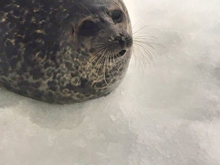 Is This Japanese Zoo Resident the Roundest Seal in the Whole World?