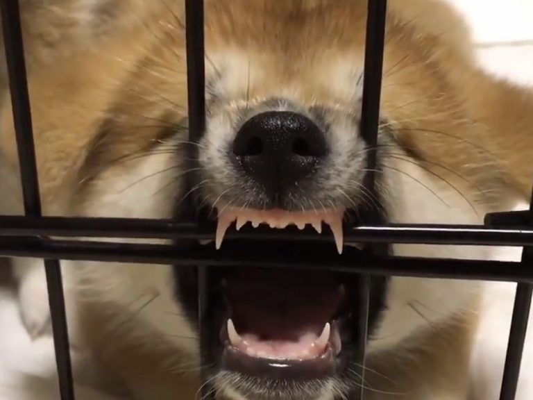 This Akita Inu Puppy’s Sleeping Pose is Pretty Terrifying