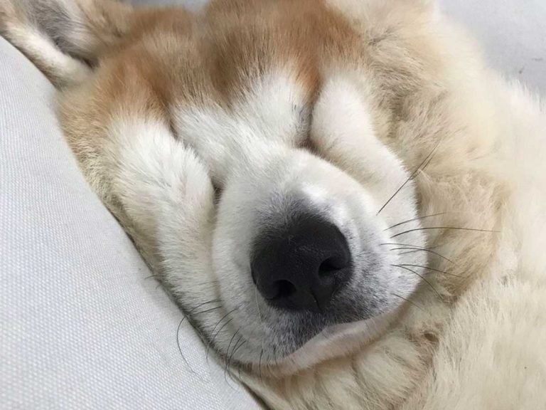 Handsome Akita inu’s face turns into adorable squishy blob whenever he sleeps