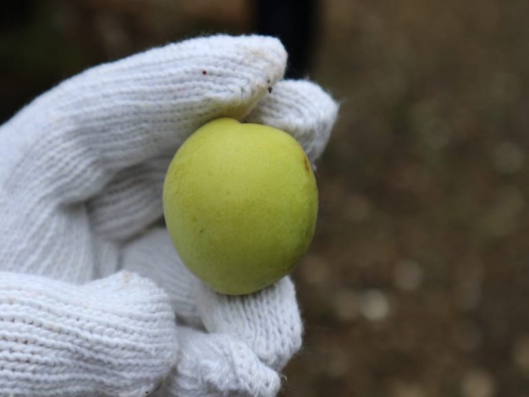 Picking Japanese plums, making umeshu plum wine and umeboshi pickled plums: tips & process