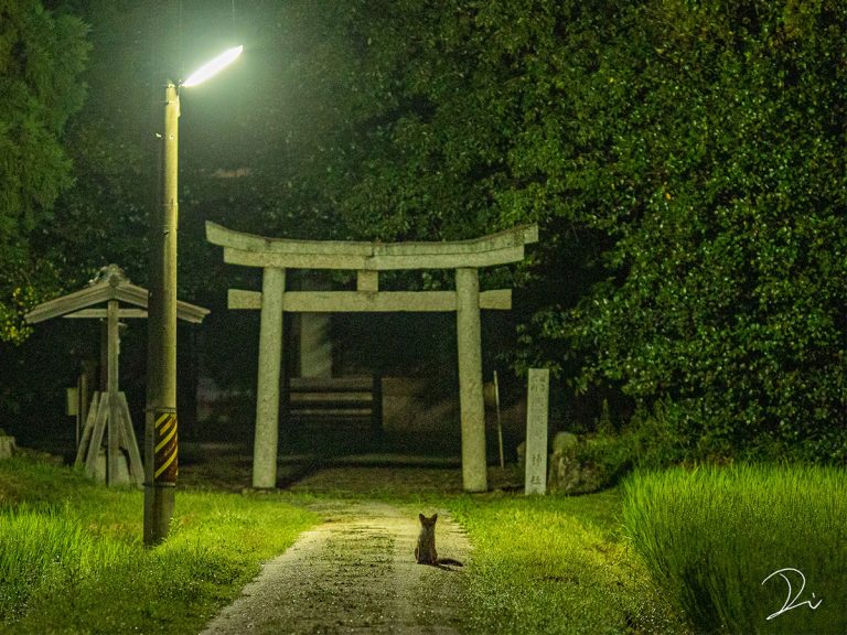 “Are you a messenger of the gods?”: Japanese photog’s mysterious shot of a shrine at night