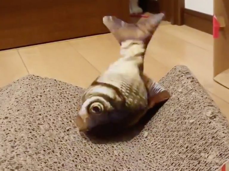 Cat adorably mystified by popular fish toy