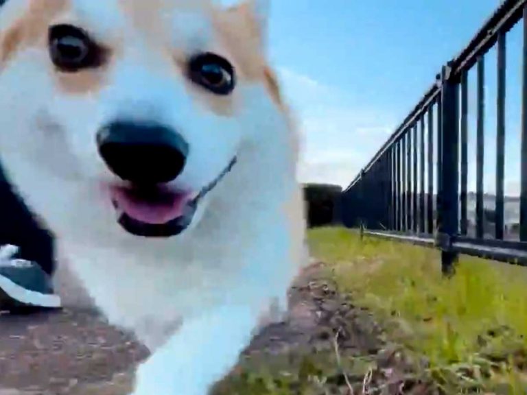 Absolute delight of a corgi smiling through a walk is your pick me up video of the day