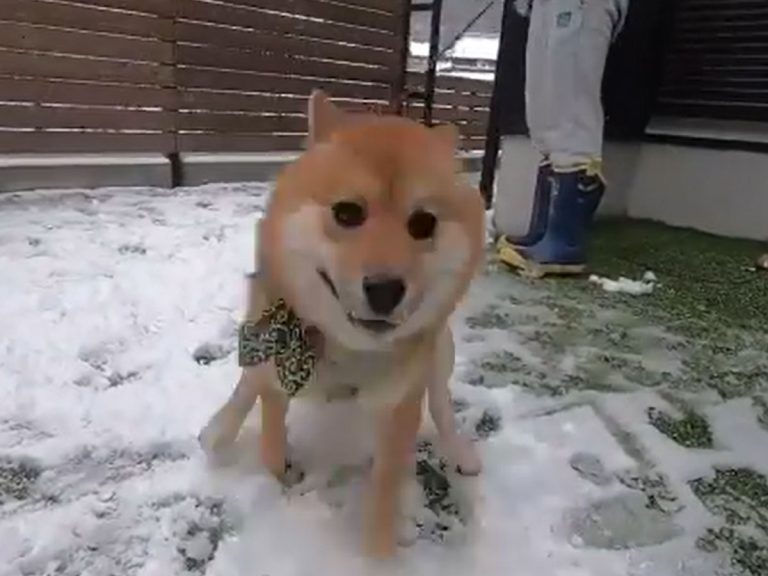 Shiba inu has adorably elated reaction to first ever snow