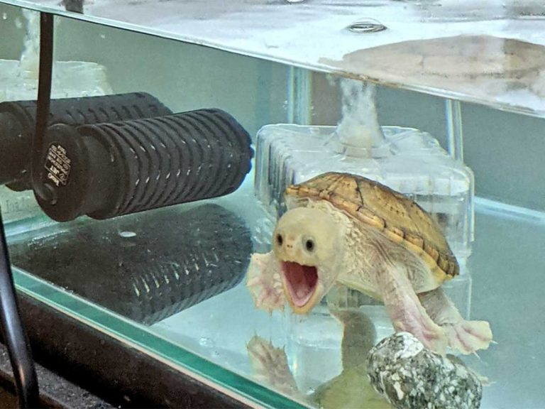 Hilariously photogenic turtle shocks owner and maybe himself