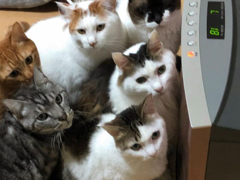6 Japanese cats jostling for spot closest to heater in video don’t know what social distancing is