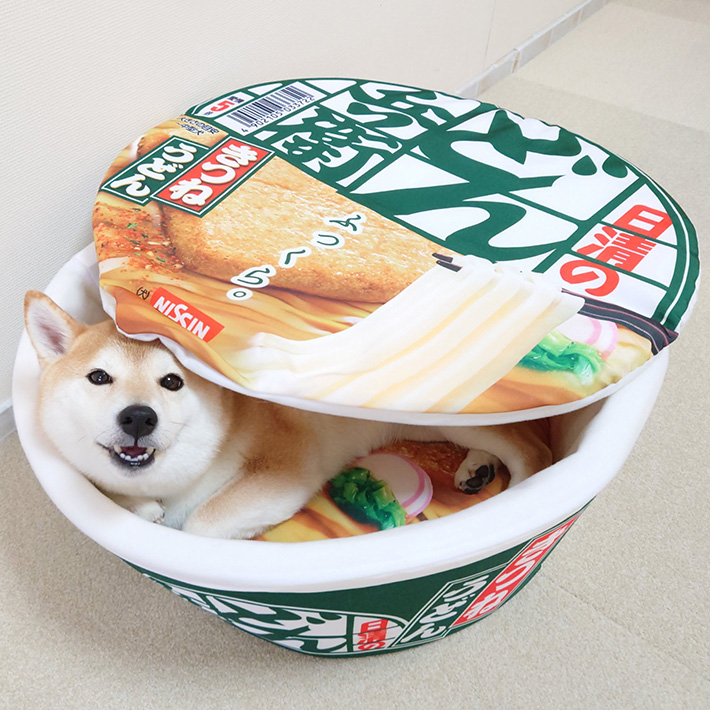 Shiba inu turns into adorable canine noodles with cup udon bed – grape