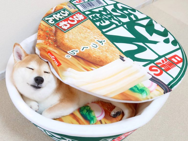 Shiba inu turns into adorable canine noodles with cup udon bed