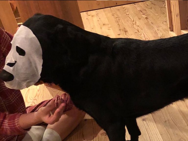 No-face lookalike dog charms Spirited Away fans with his adorable beauty regime
