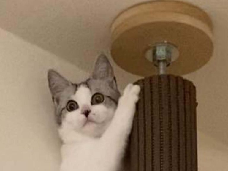 Japanese cat gets scared by earthquake, then suddenly blames owner in hilarious photo set