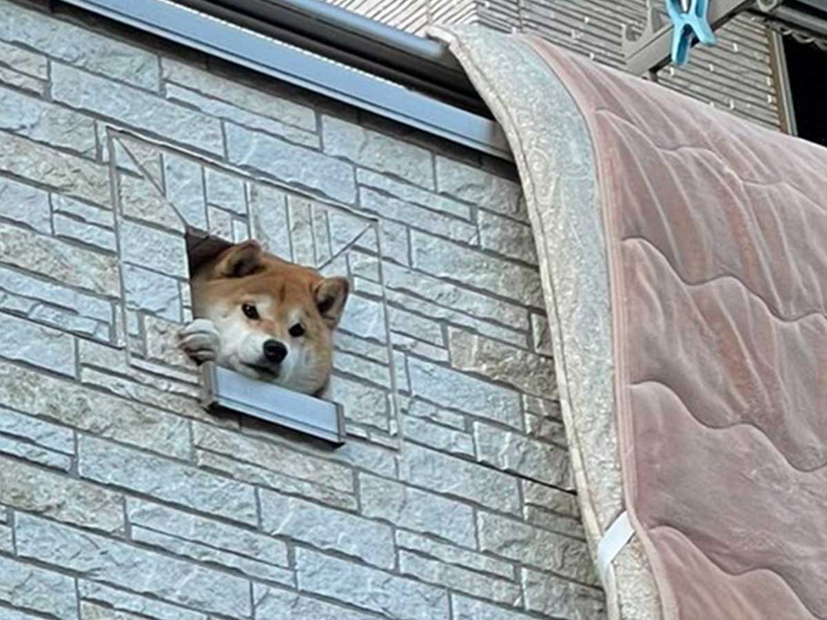 Concerned shiba inu seeing owner off for the day through hole in
