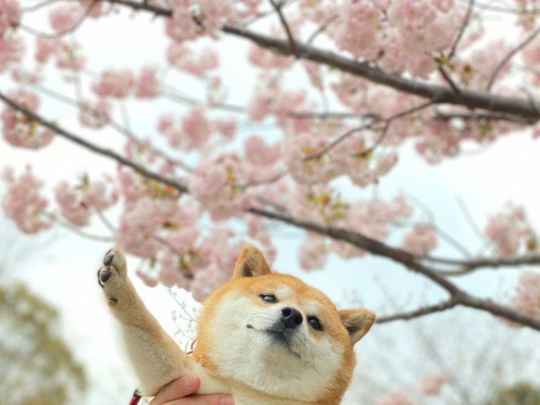 Photo set of shiba inu enjoying cherry blossom season in Japan has won spring and everyone’s hearts