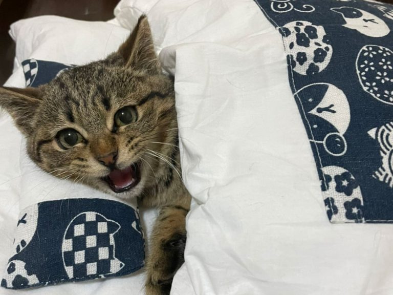 Rescue cat that watches TV in tiny futon and hates being woken up is the most relatable feline around