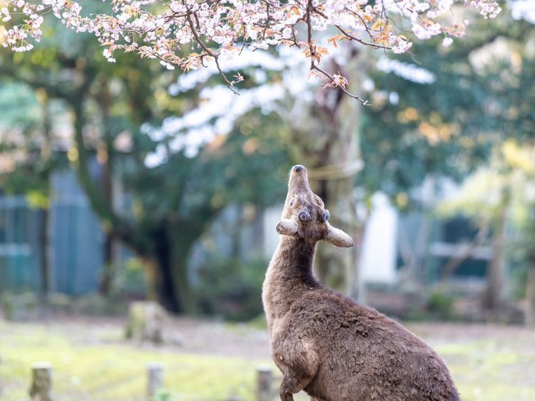 Nara’s famous deer captured enjoying beautiful sakura snack in magical photos