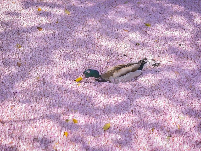 Duck takes gorgeous swim through sea of fallen cherry blossom petals