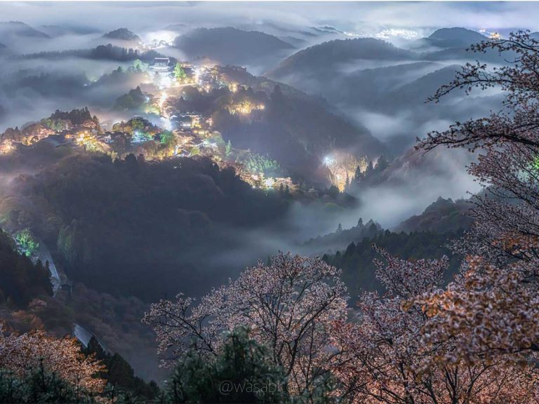 Stunning sea of “sakura clouds” in Nara captured with absolutely perfect timing