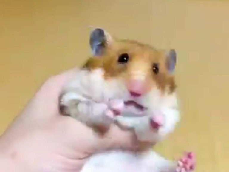 Hamster’s favourite cabbage suddenly flies away mid-meal and video captures hilarious reaction
