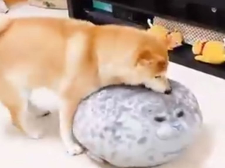 Adorable video shows shiba inu’s undying puppy love for seal cushion