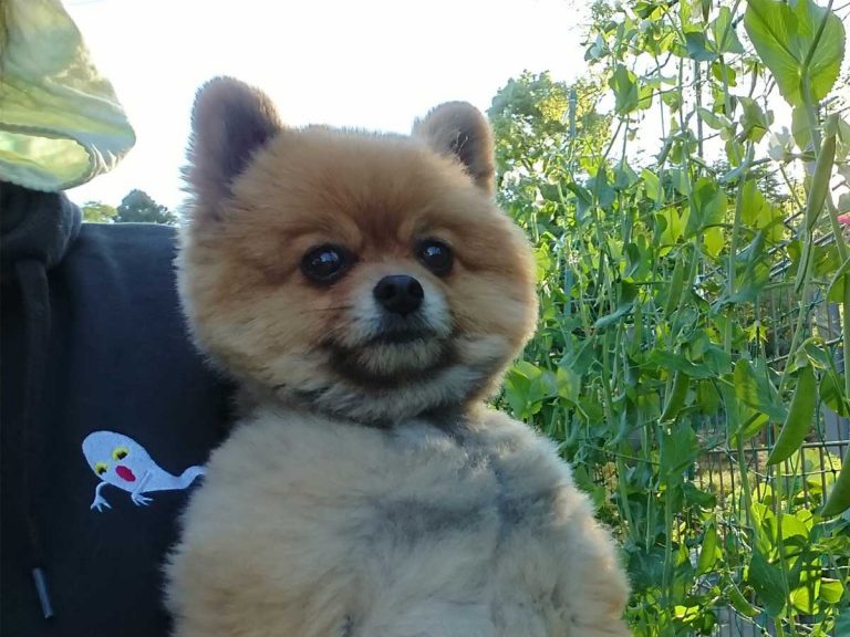 Pomeranian’s sweet face and buff body combination is turning heads on Twitter