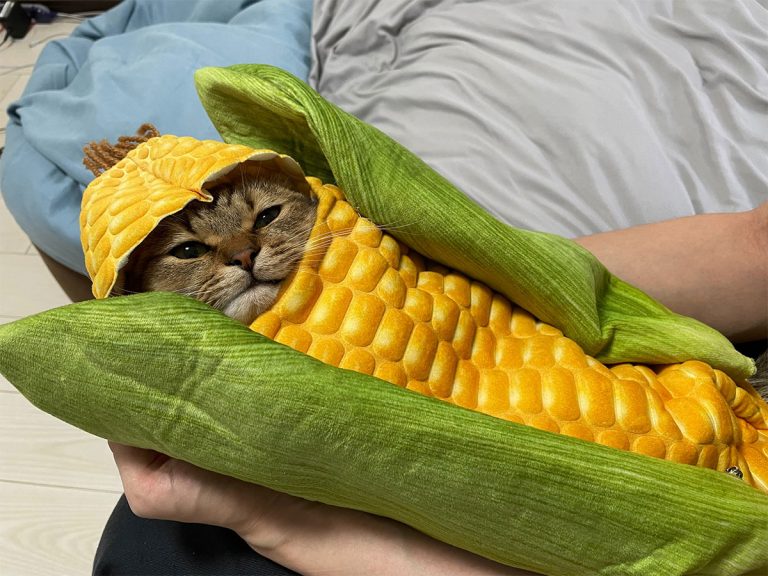 Japanese cat owner’s handmade corn swaddling is adorable and impressively realistic