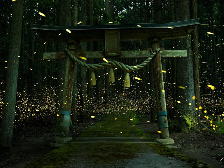 Photographer captures breathtaking shots of shrine in a swirling sea of fireflies