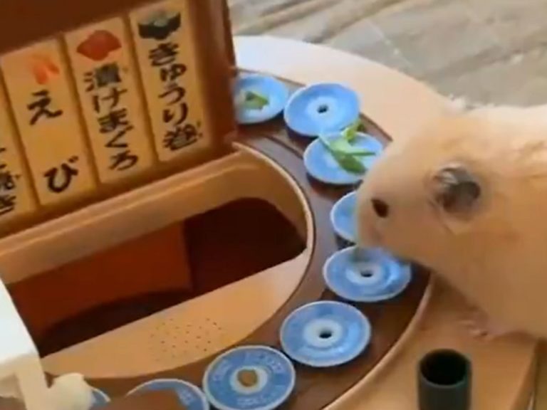 Adorable hamster delighted to receive his own miniature revolving sushi restaurant