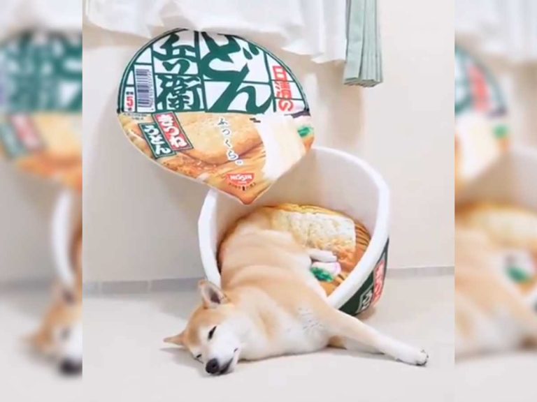 Shiba inu cuteness cannot be contained in cup noodle bed, spills everywhere in adorable video