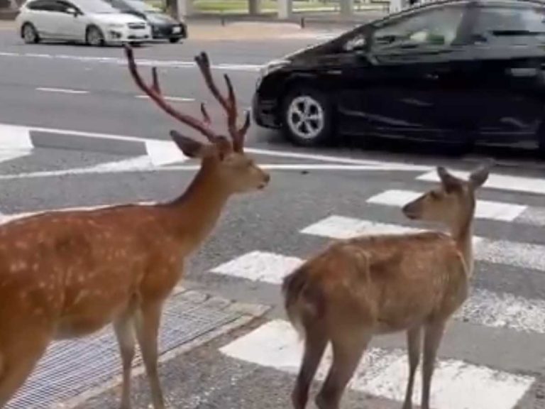 Nara’s famous deer appear to patiently wait to use busy crosswalk