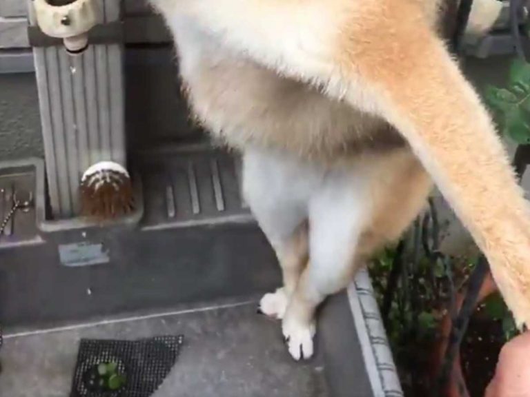 Shiba inu charms everyone with elegant ballet dance while getting his paws cleaned in video