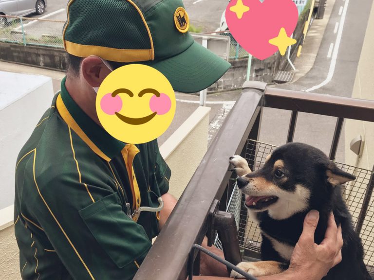 Mini Shiba inu can’t hide adorable joy when his favorite “black cat” delivery person shows up